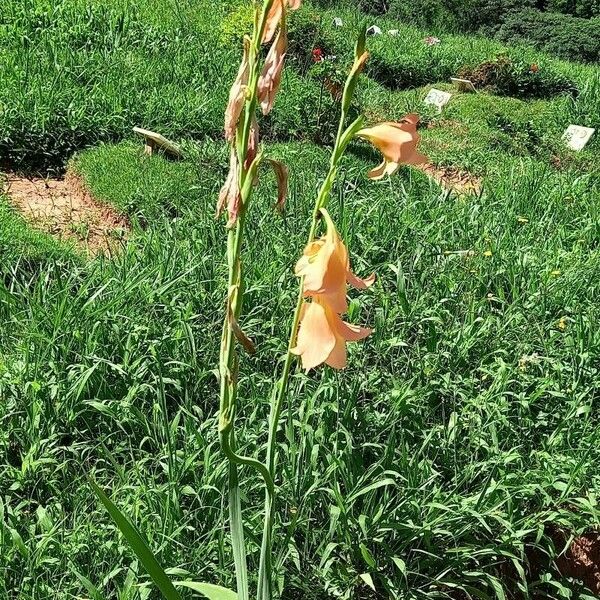 Gladiolus dalenii Flower