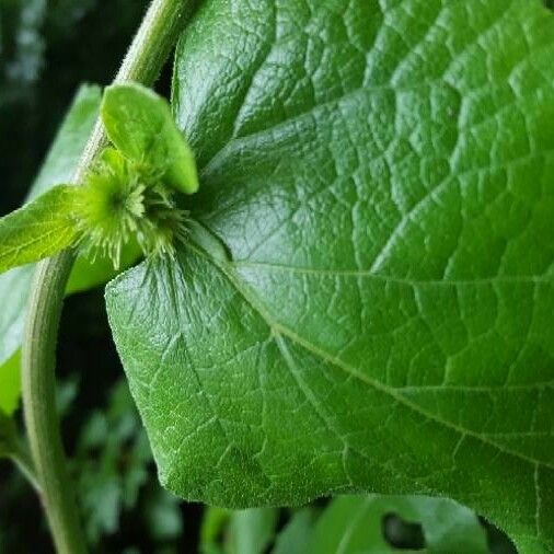 Arctium lappa Квітка