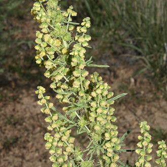 Ambrosia confertiflora Habit