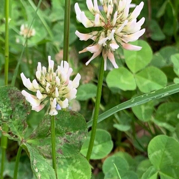 Trifolium repens Blomst