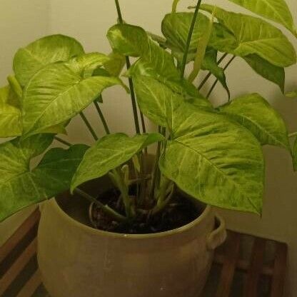 Syngonium podophyllum Leaf