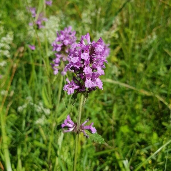 Betonica officinalis Lehti