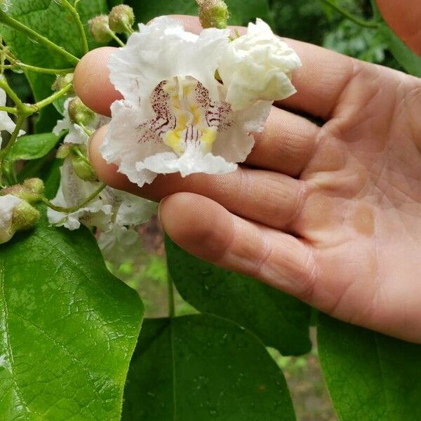 Catalpa speciosa Blüte