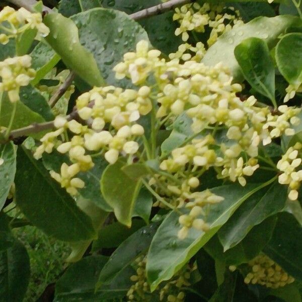 Euonymus carnosus Blüte