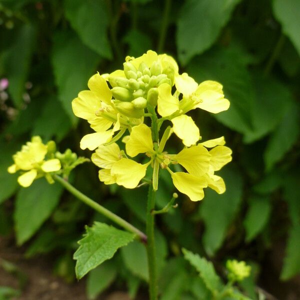 Raphanus raphanistrum Flower