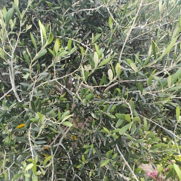 Olea europaea Folha