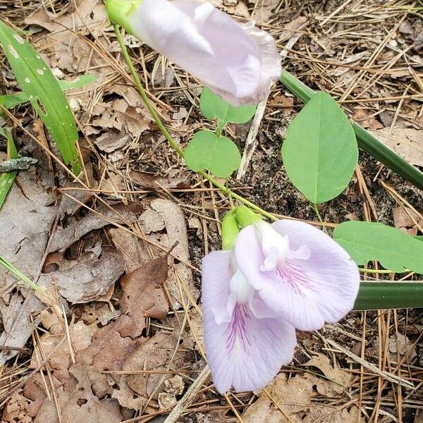 Clitoria mariana Flower