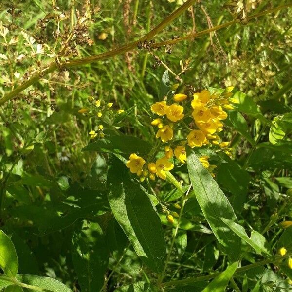 Lysimachia vulgaris Blüte