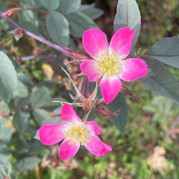 Rosa glauca 花