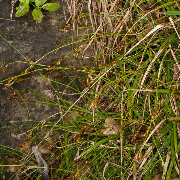 Carex digitata Habitus