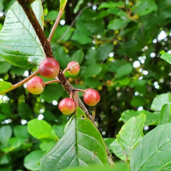 Frangula alnus Frugt