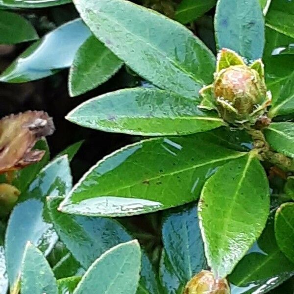 Rhododendron hirsutum برگ