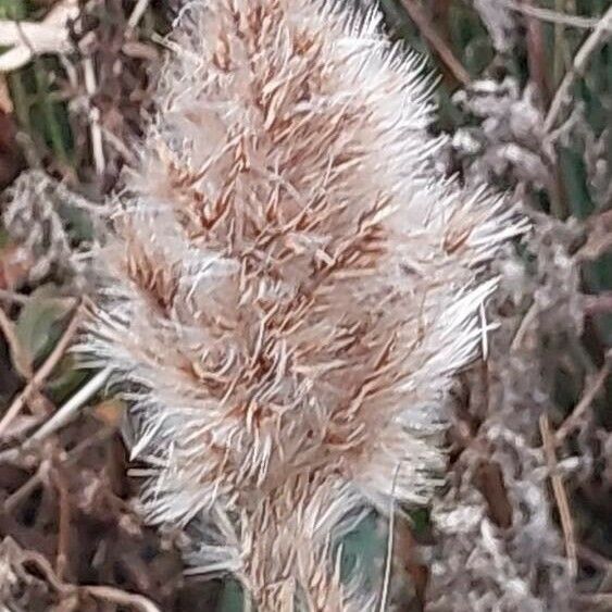 Polypogon monspeliensis Flower