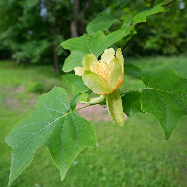 Liriodendron tulipifera Virág