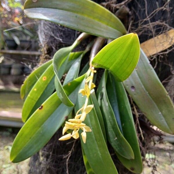 Dendrobium speciosum Blüte