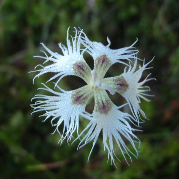 Dianthus hyssopifolius Квітка