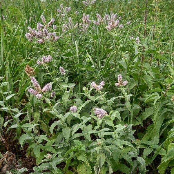 Mentha longifolia موطن