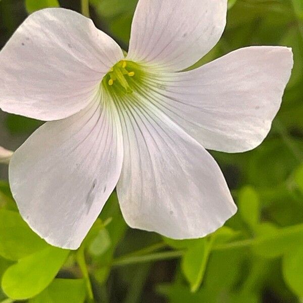 Oxalis incarnata Цветок