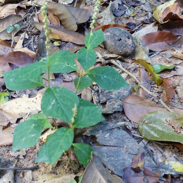 Cyathula prostrata Fiore