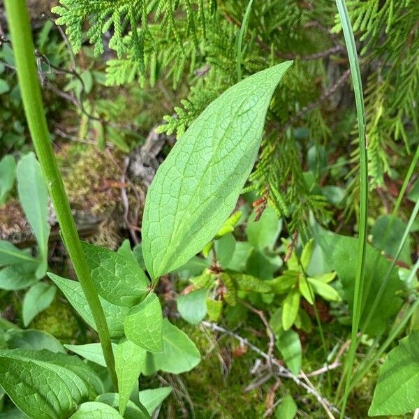 Valeriana sitchensis Leaf