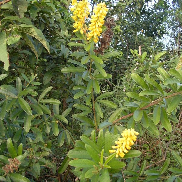 Eriosema psoraleoides Агульны выгляд