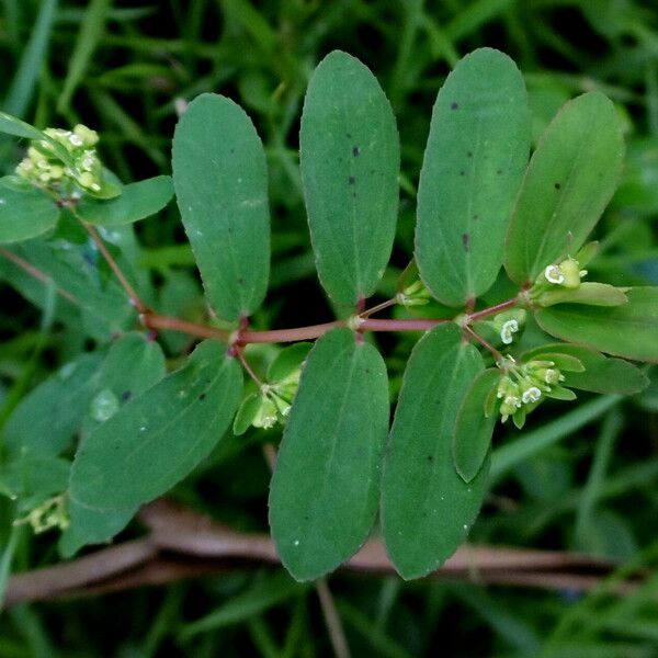 Euphorbia hyssopifolia Лист