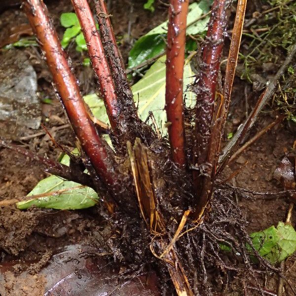 Pteris catoptera Máis