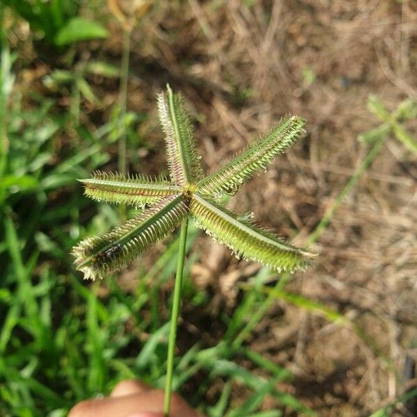 Dactyloctenium aegyptium Kwiat