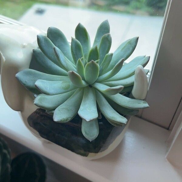 Echeveria colorata পাতা