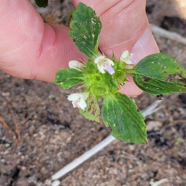 Galeopsis bifida Flower