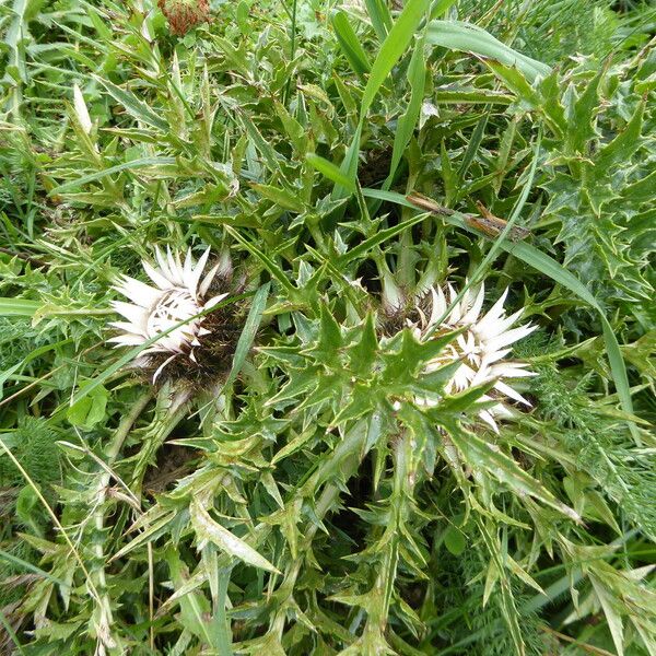 Carlina acaulis چھال