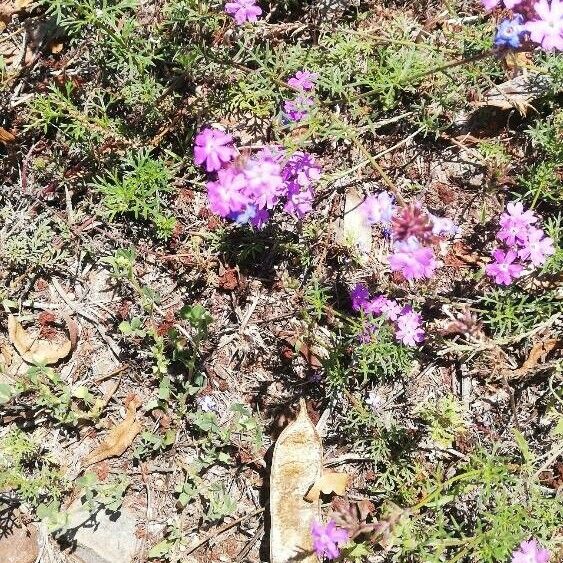 Verbena bipinnatifida 花