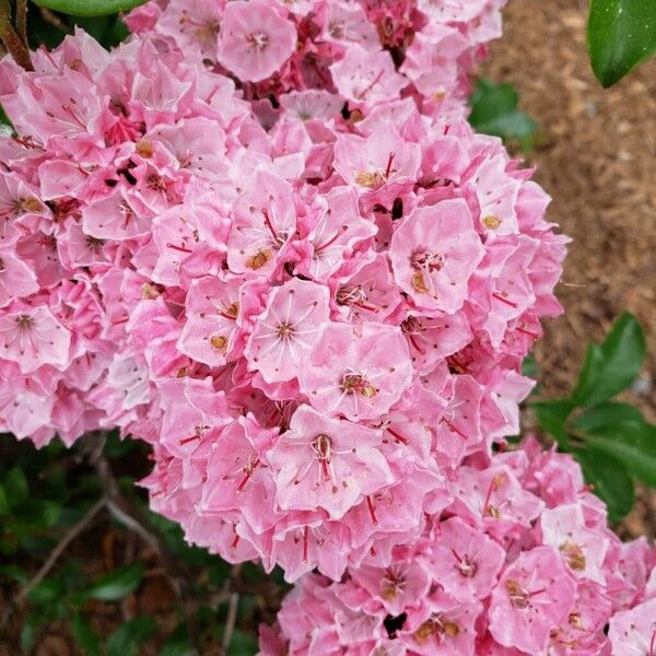 Kalmia latifolia Flower