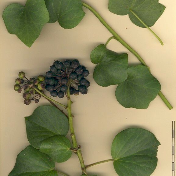 Hedera azorica മറ്റ്