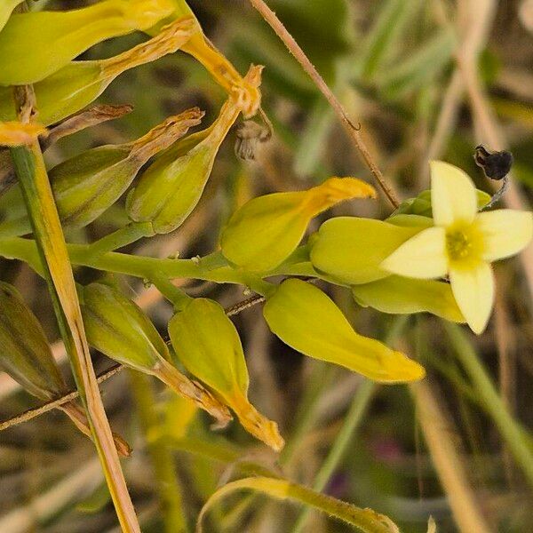 Kalanchoe mitejea Floare