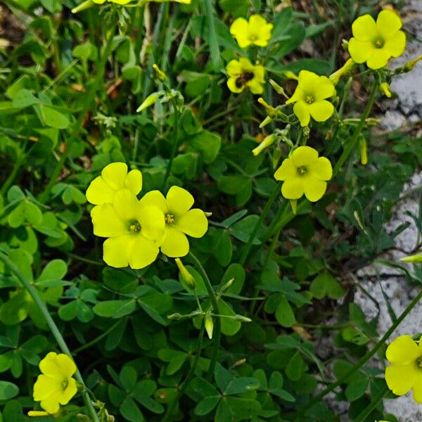 Oxalis pes-caprae Цвят