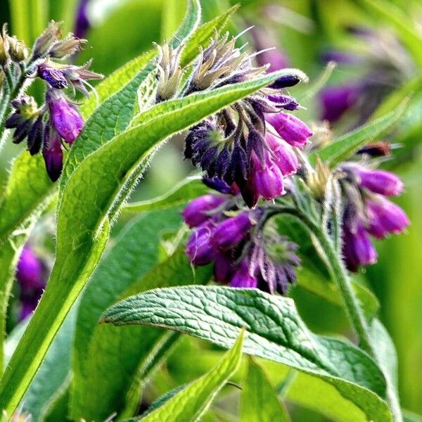 Symphytum officinale Flower