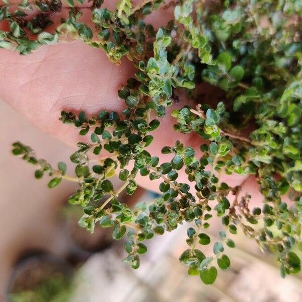 Euphorbia serpens Levél