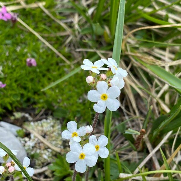 Androsace chamaejasme Blüte