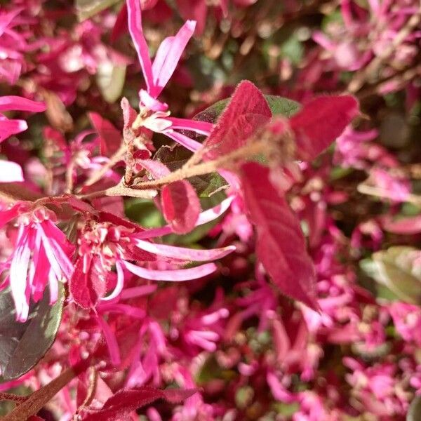 Loropetalum chinense 花