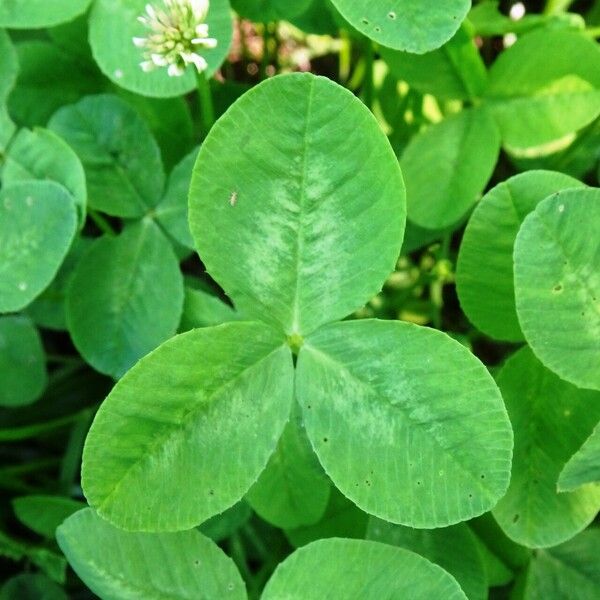 Trifolium repens Folha