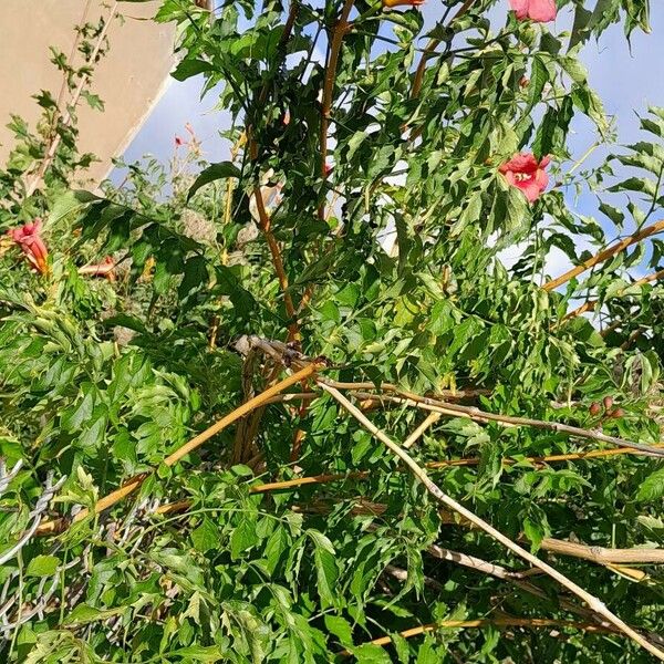 Campsis radicans Habitus