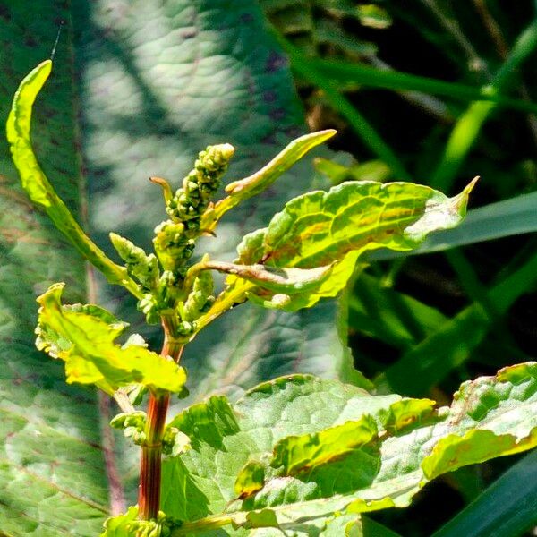 Rumex conglomeratus Kvet