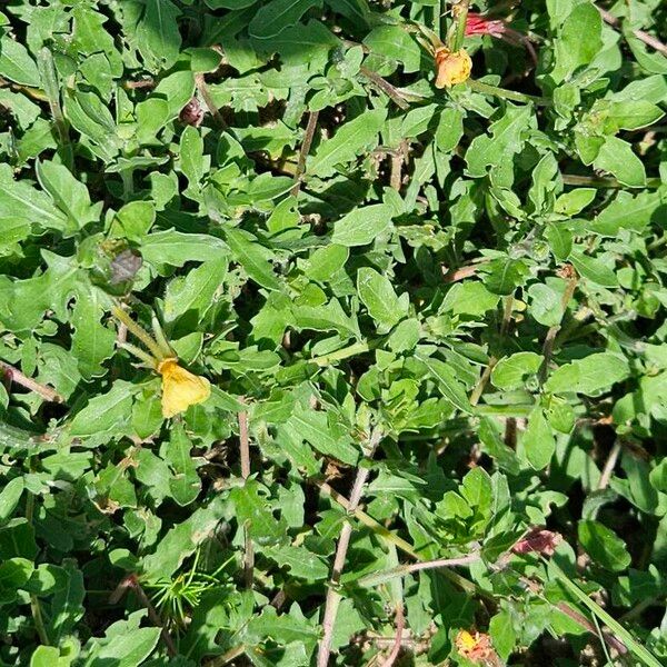 Oenothera laciniata Συνήθη χαρακτηριστικά