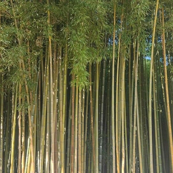 Phyllostachys bambusoides ᱛᱟᱦᱮᱸ