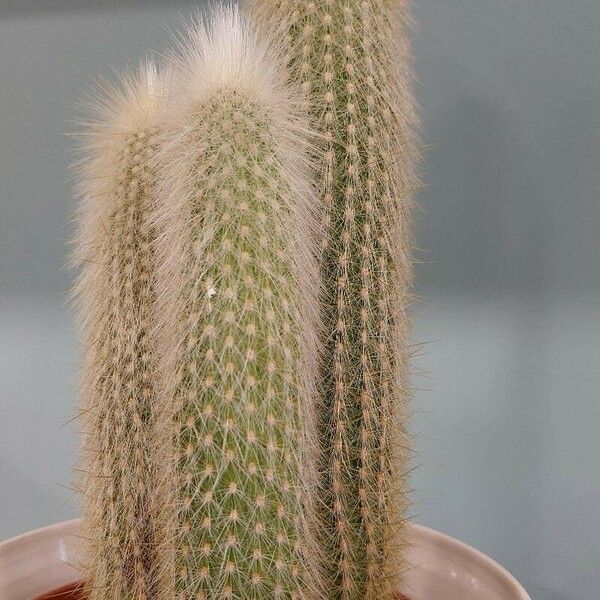 Cleistocactus strausii Foglia