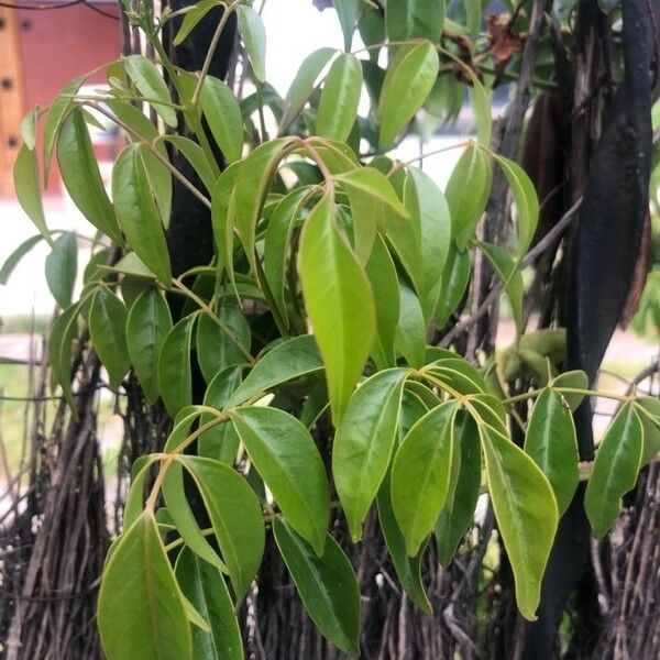 Pandorea jasminoides Leaf