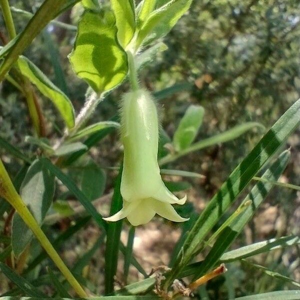 Billardiera scandens പുഷ്പം