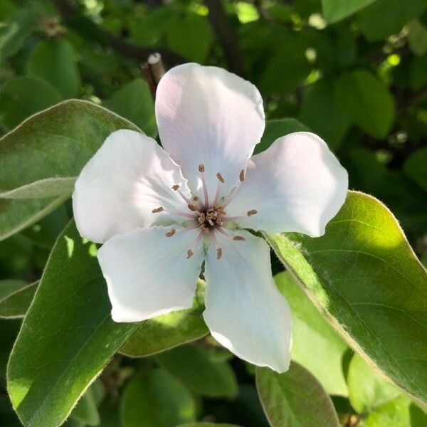 Cydonia oblonga Blüte