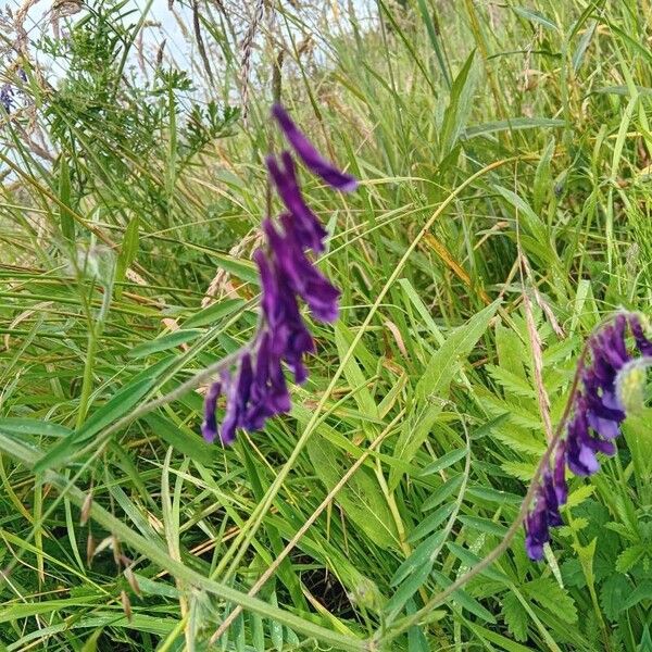 Vicia villosa Blomst